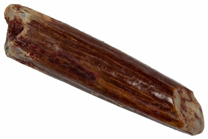 Fossil Sauropod Dinosaur (Rebbachisaurus) Tooth - Morocco #332466